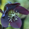 Helleborus orientalis Blue metallic Lady - abriachan nurseries